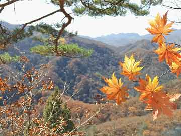 苹果铃声软件，个性化通讯体验的新篇章